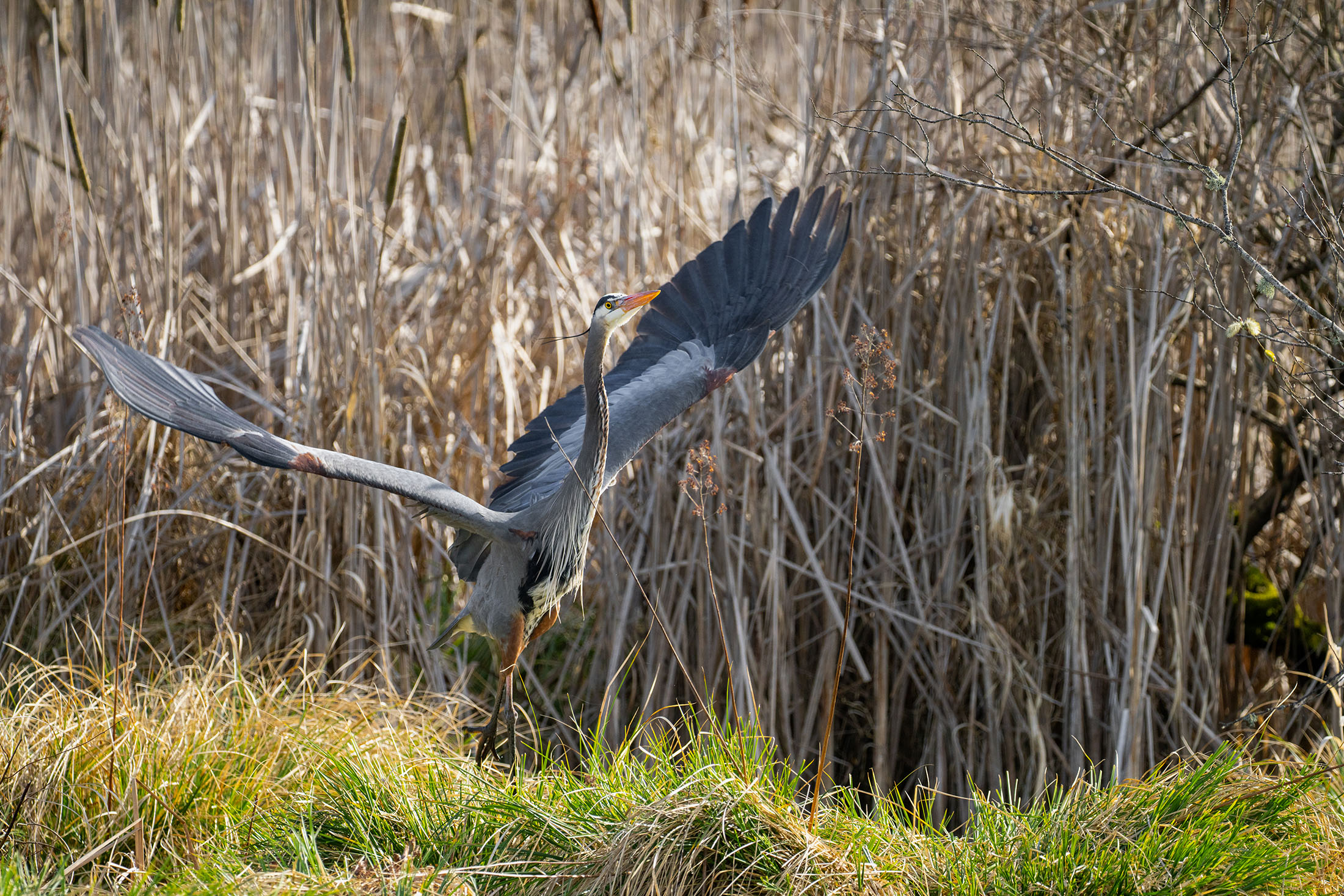 A great blue heron with it's wings outstreched prepares to take off in front of dry reeds