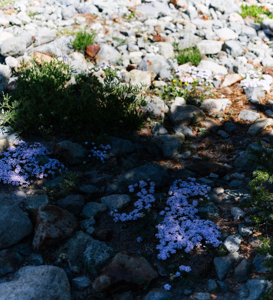 Shade and light on a closeup rocky landscape with small flowers