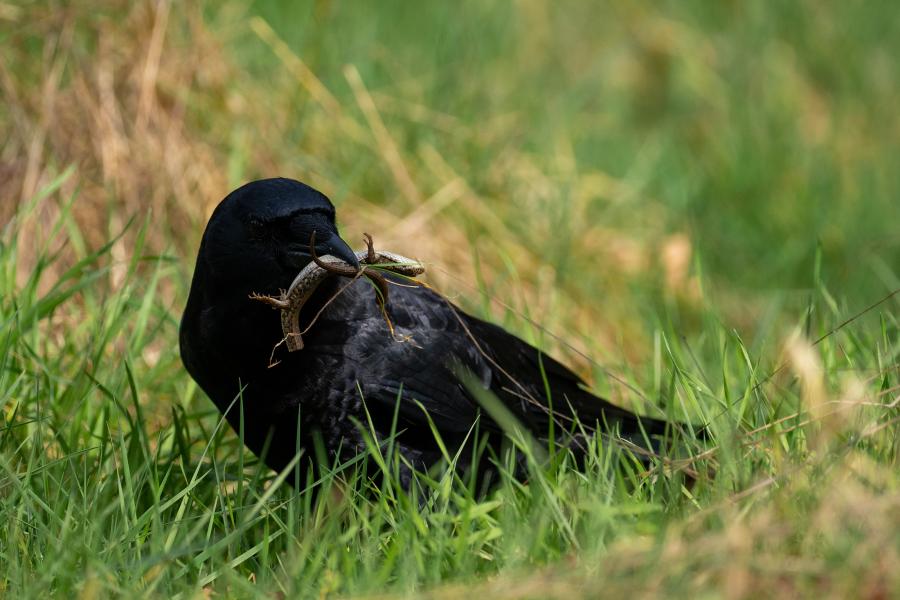 A crow with a lizard in its beak. The lizard has lost its tail, which is also in the crow's beak.