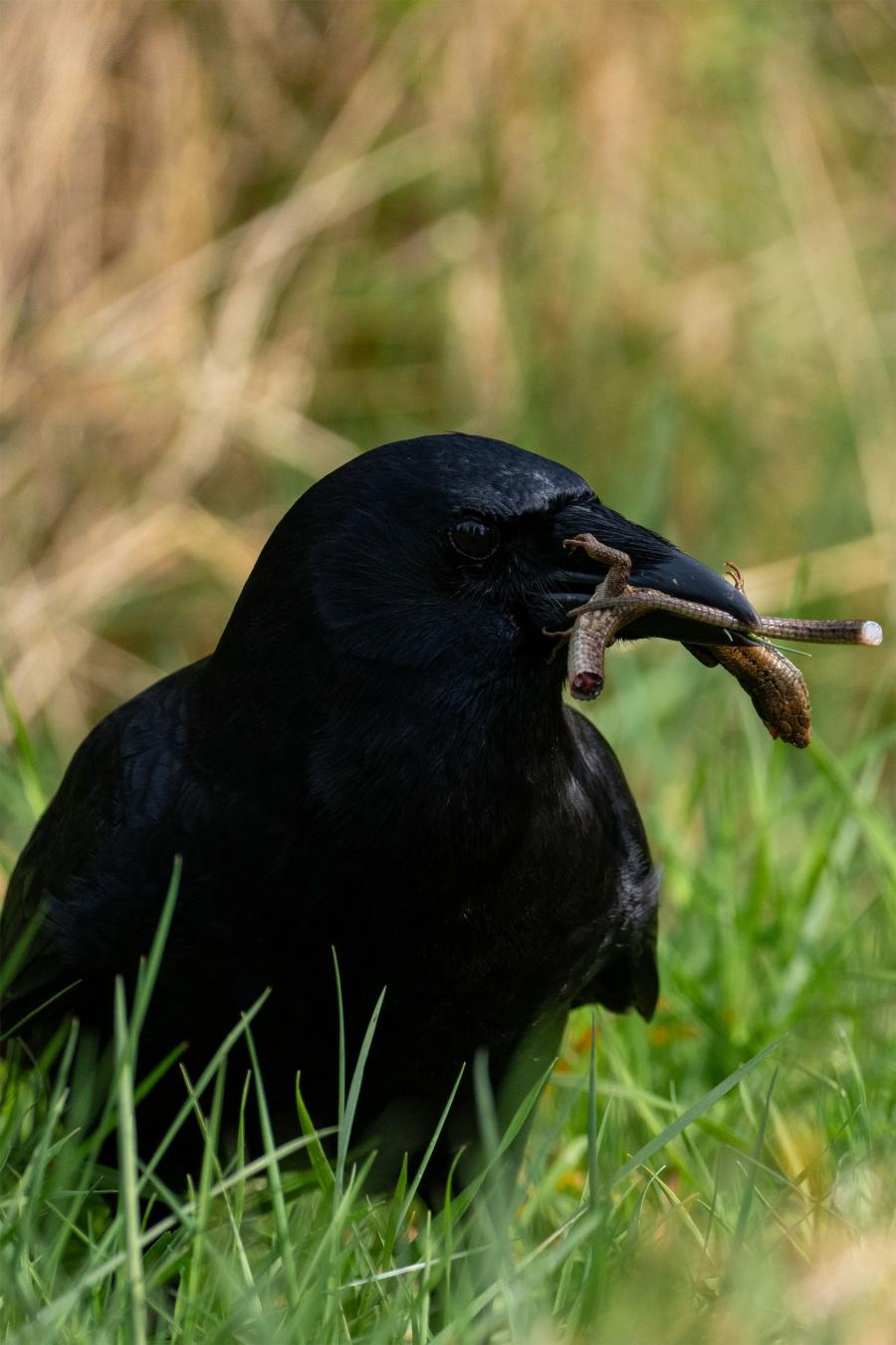 A close up of a crow holding a dead lizard in its mouth