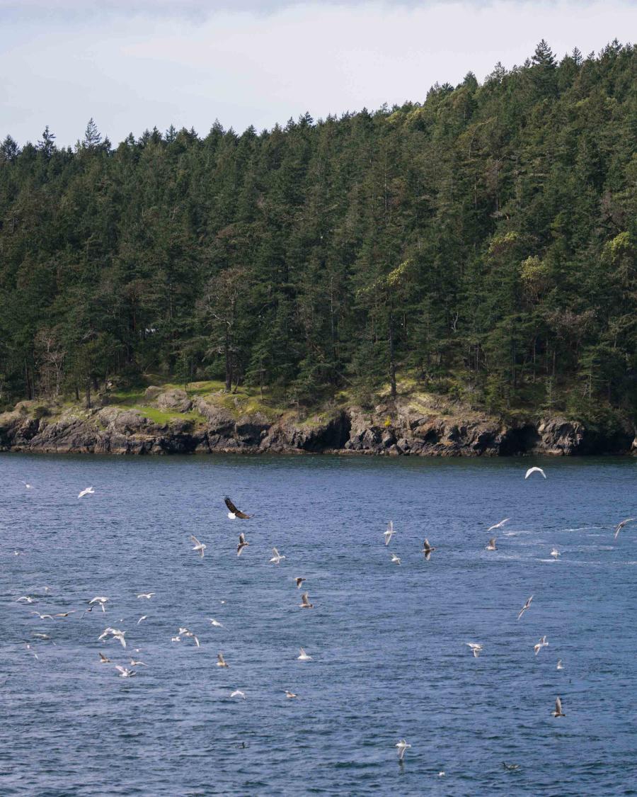 Birds including a bald eagle flying above blue water in front of an island covered in trees