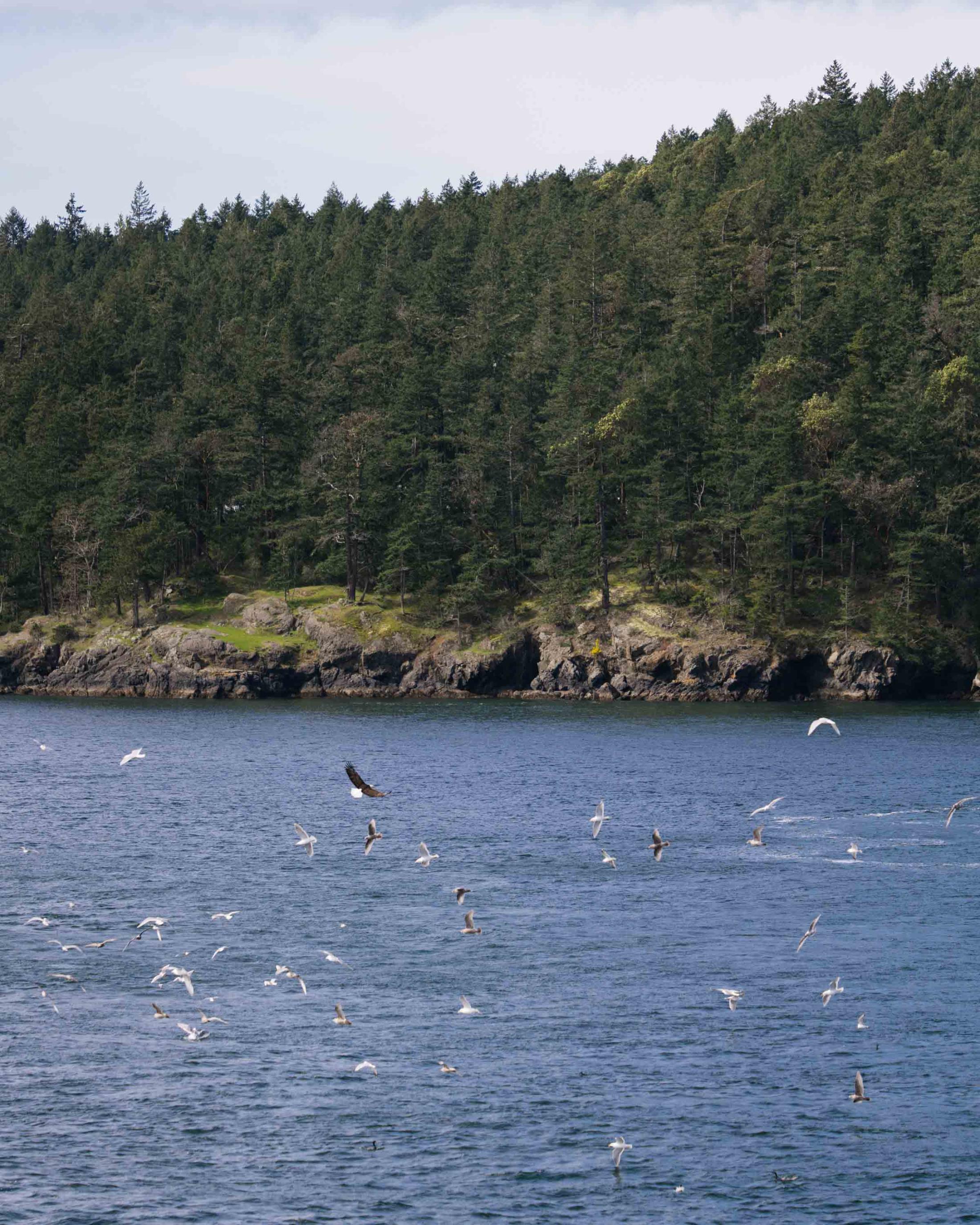 Birds including a bald eagle flying above blue water in front of an island covered in trees